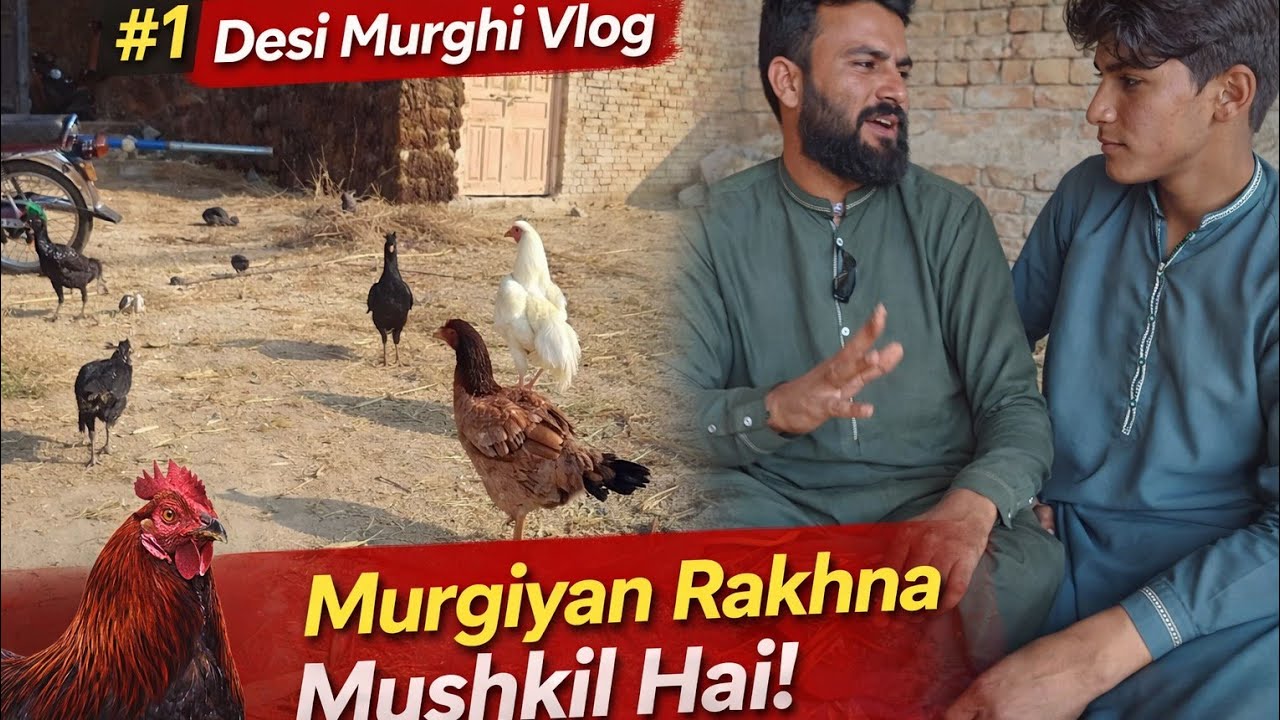 Pure Aseel Murghiyan | Desi Aseel Farming Vlog | Village Life Pakistan