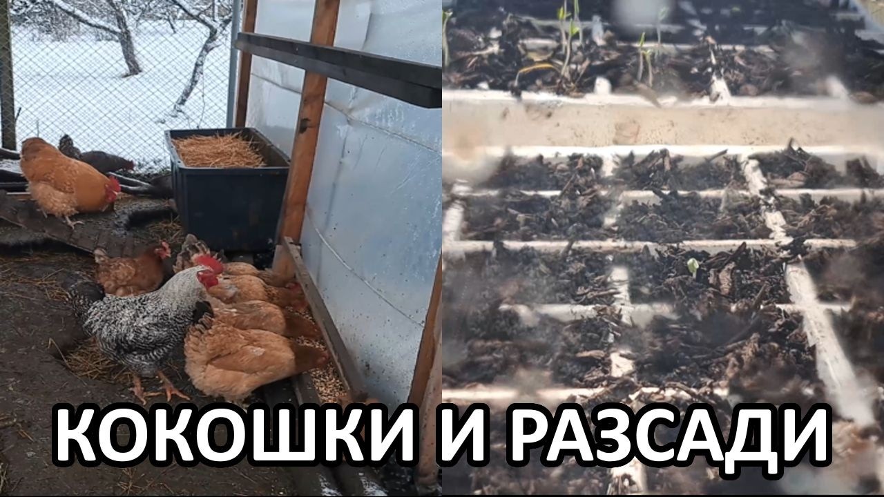 Първи разсади и обезпаразитяване на кокошките / Градина без копане / Tony's permaculture garden