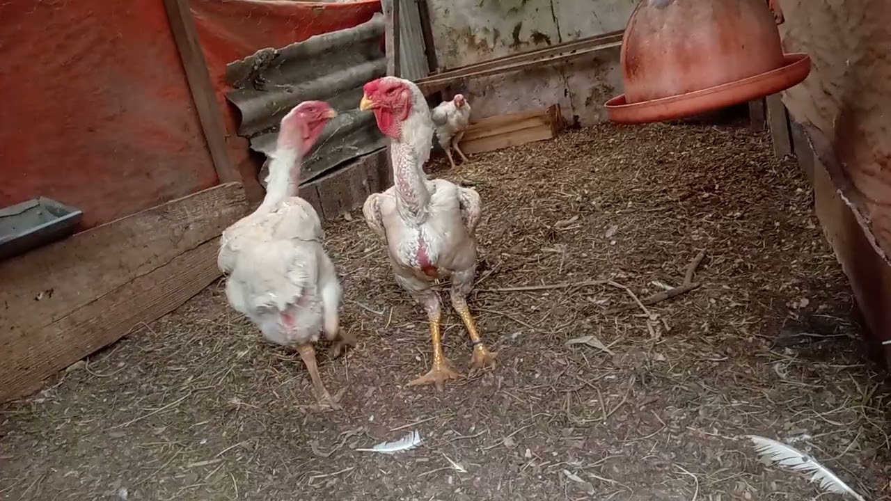 Galinha caipira e Índio Gigante 