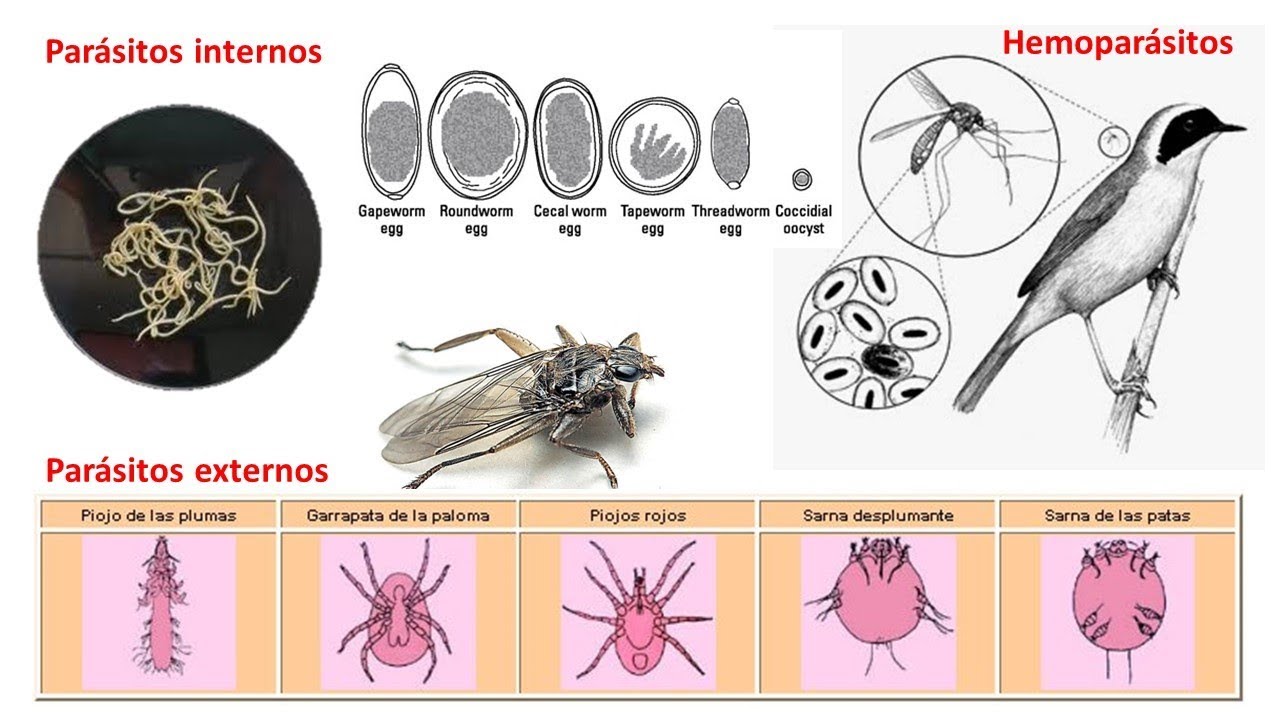Desparasitación interna y externa en aves
