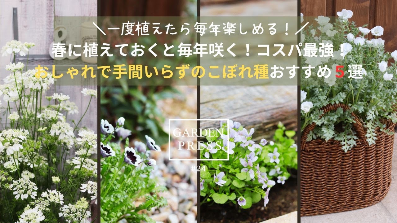 【こぼれ種で増える春の花５選】コスパ最強！ほったらかしで増える＆楽しめる可愛い花｜植えっぱなし｜ガーデニング｜手間いらずの庭｜おしゃれな庭