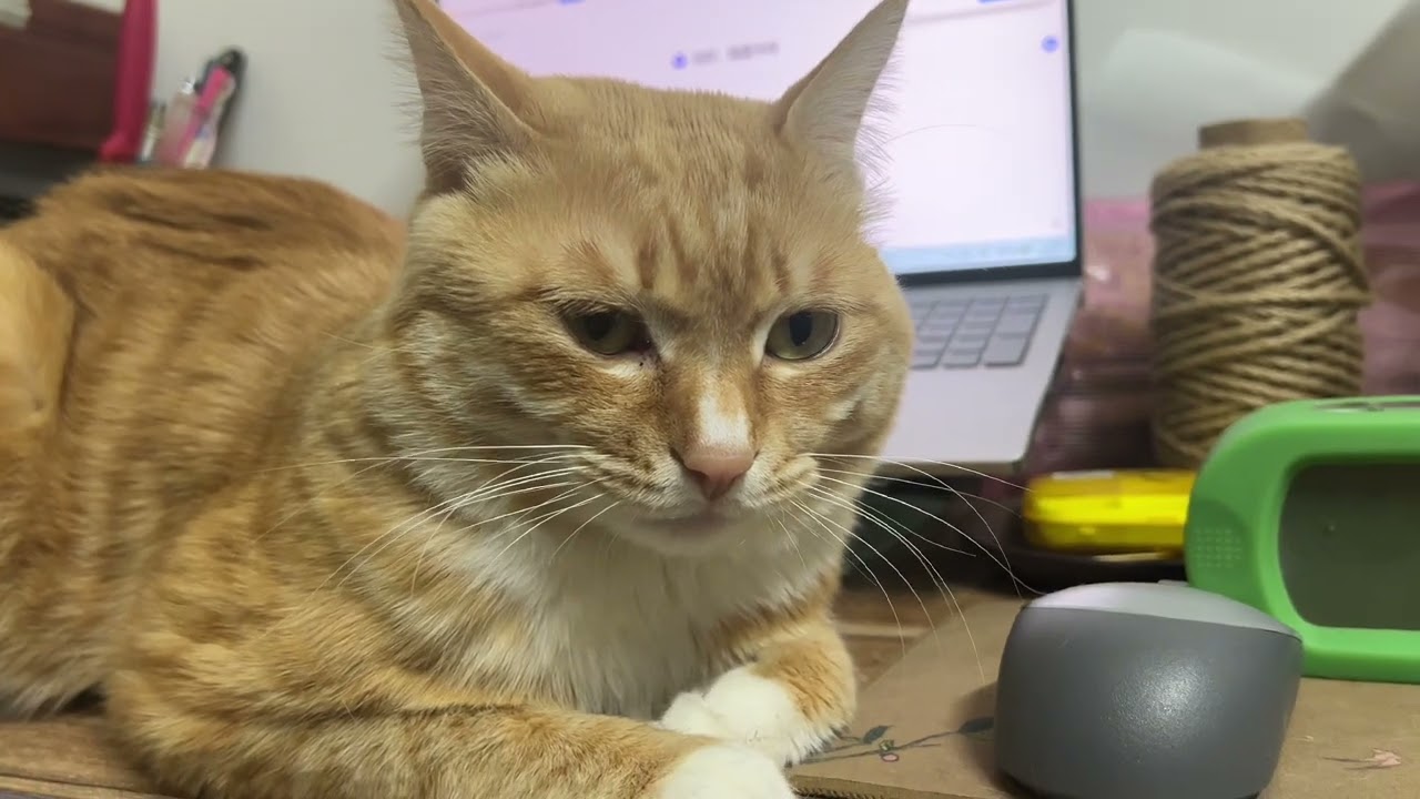 小公猫每个月也有几天就是不想动