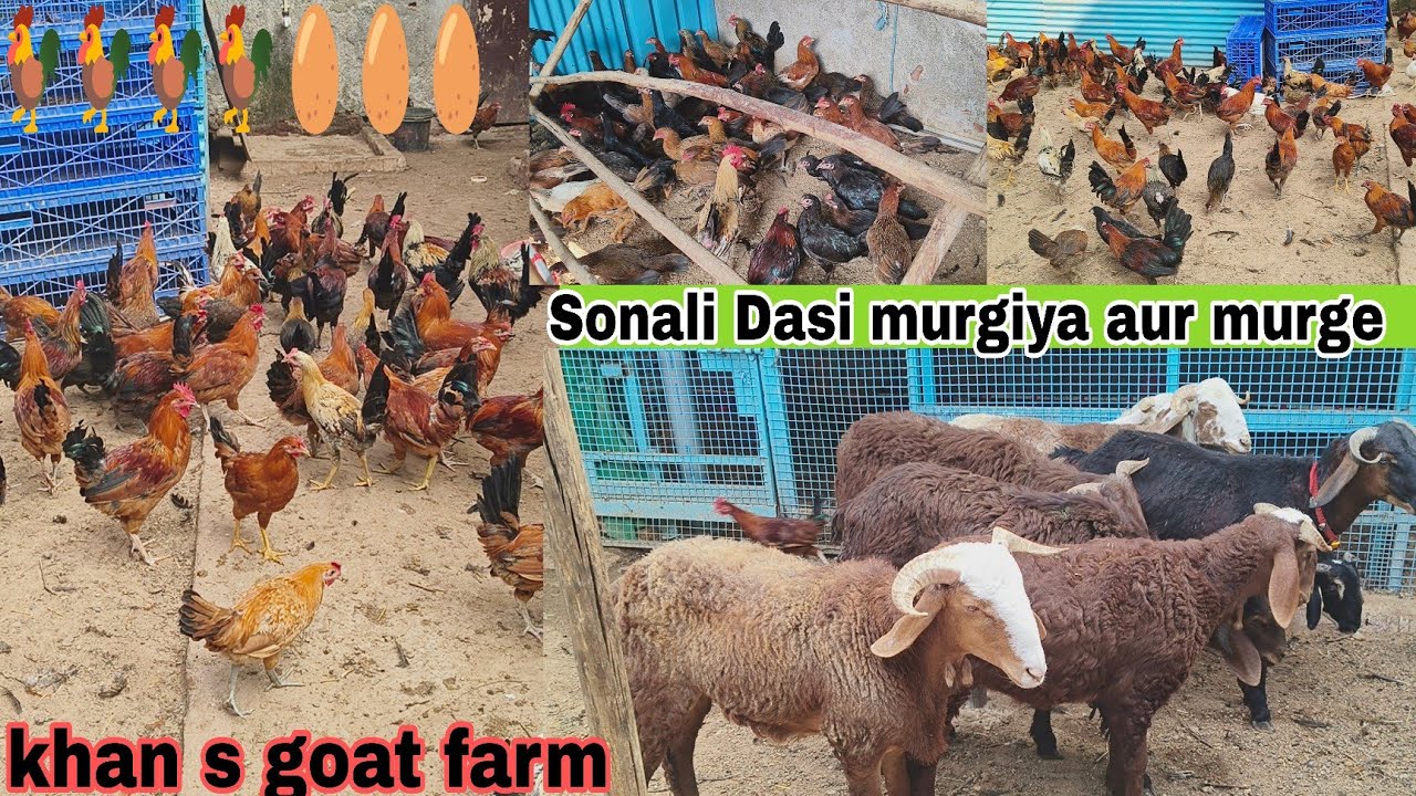 Dasi Sonali murgiya aur murge hai saste available sindhanur sheep hai available in Hyderabad 