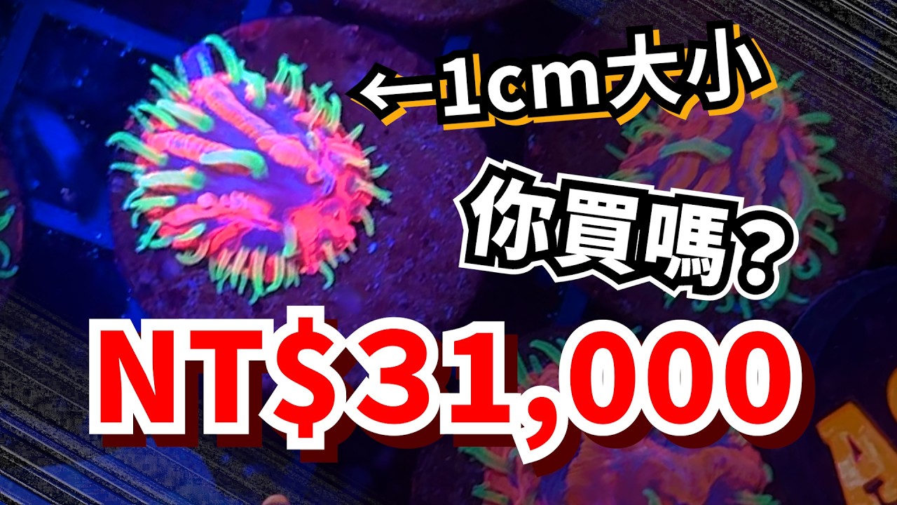 【藍箱水族】再飛美國！2025 LA珊瑚大展～美國洛杉磯RAP Reef-A-Palooza海水展 #reefapalooza