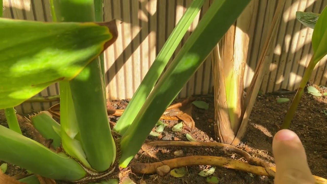 Chegou a vez da Maranta charuto ou calathea lutea.Qual será a próxima? 