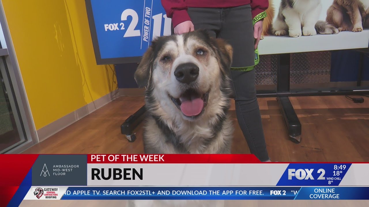 Pet of the Week: Ruben the Dog