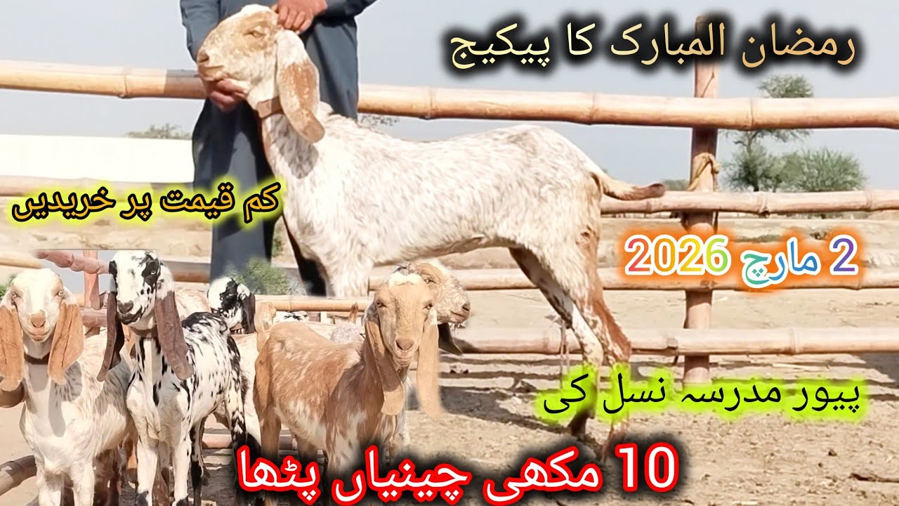 10 مکھی چینیاں پٹھا مدرسہ نسل کی  رمضان المبارک کا پیکیج احمد اینیمل فارم03045896486