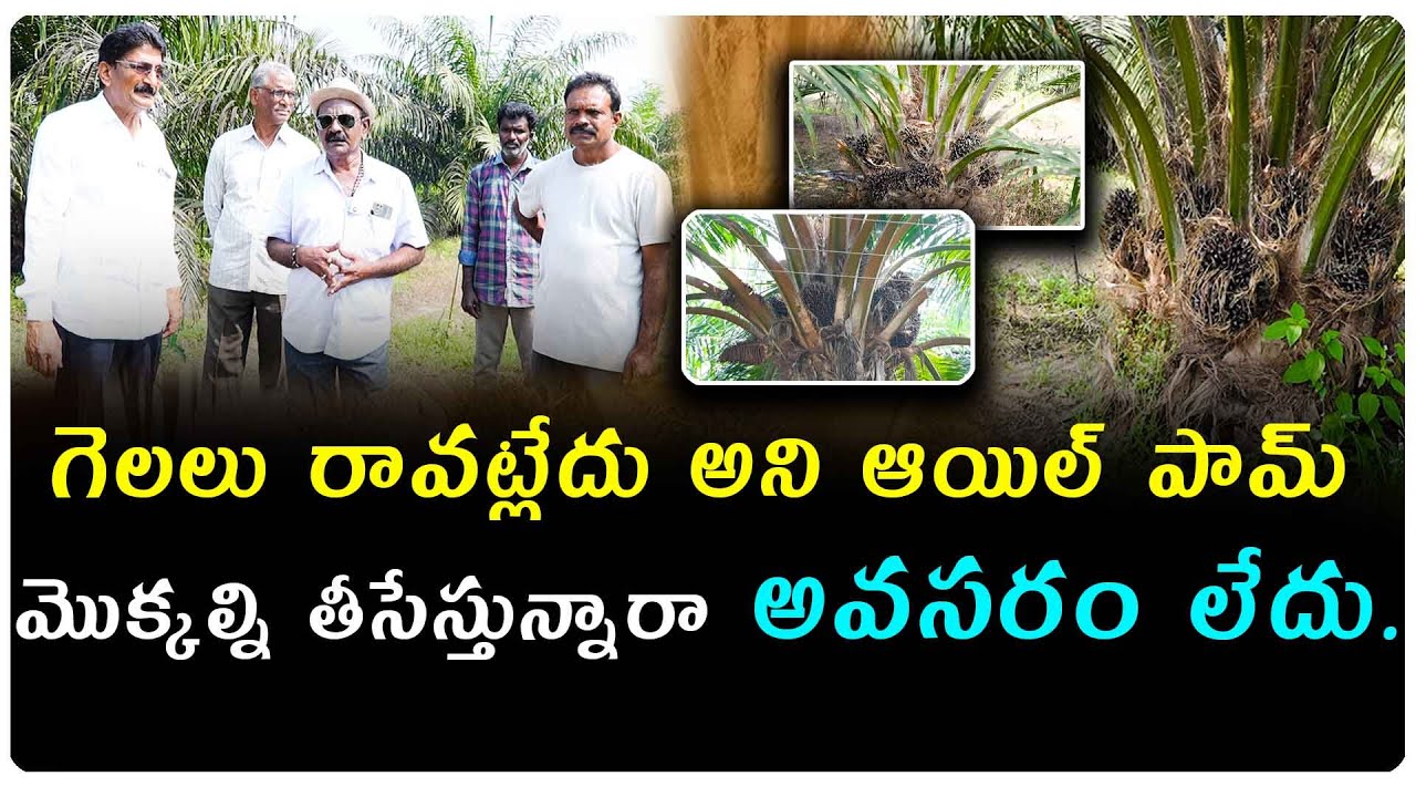 పామ్ ఆయిల్ చెట్లకు గెలలు రావట్లేదు అని ఆందోళన చెందుతున్నారా..అయితే ఈ వీడియో మీ కోసమే...