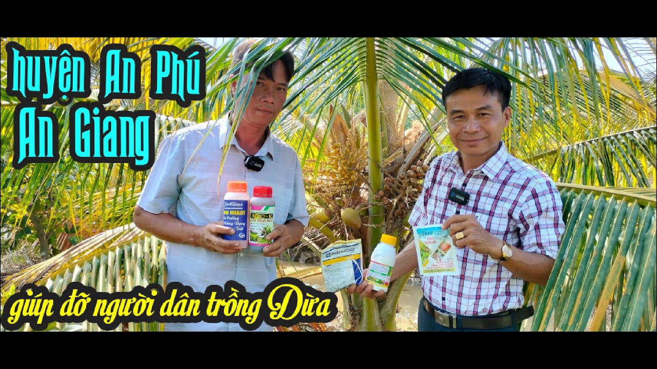 VỀ HUYỆN AN PHÚ, AN GIANG GIÚP BÀ CON KỸ THUẬT TRỒNG VÀ CHĂM SÓC CHO CÂY DỪA ĐANG CÓ TRÁI, RỤNG TRÁI