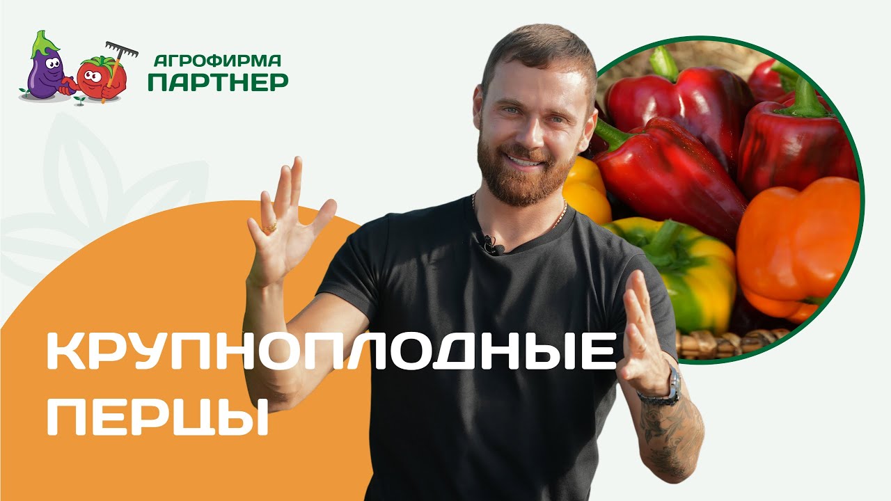 Крупноплодные перцы вырастить легко #дача #огород