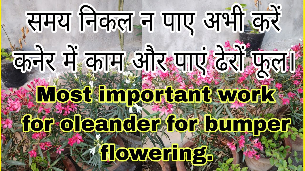 मार्च जाने से पहले कनेर पर।कौन से काम करने ज़रूरी हैं/Very important work for oleander in march.