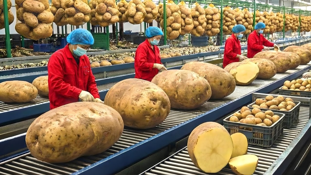 Inside the Potato Processing Factory &ndash; How Raw Potatoes Become Global Food Products (Full Process)