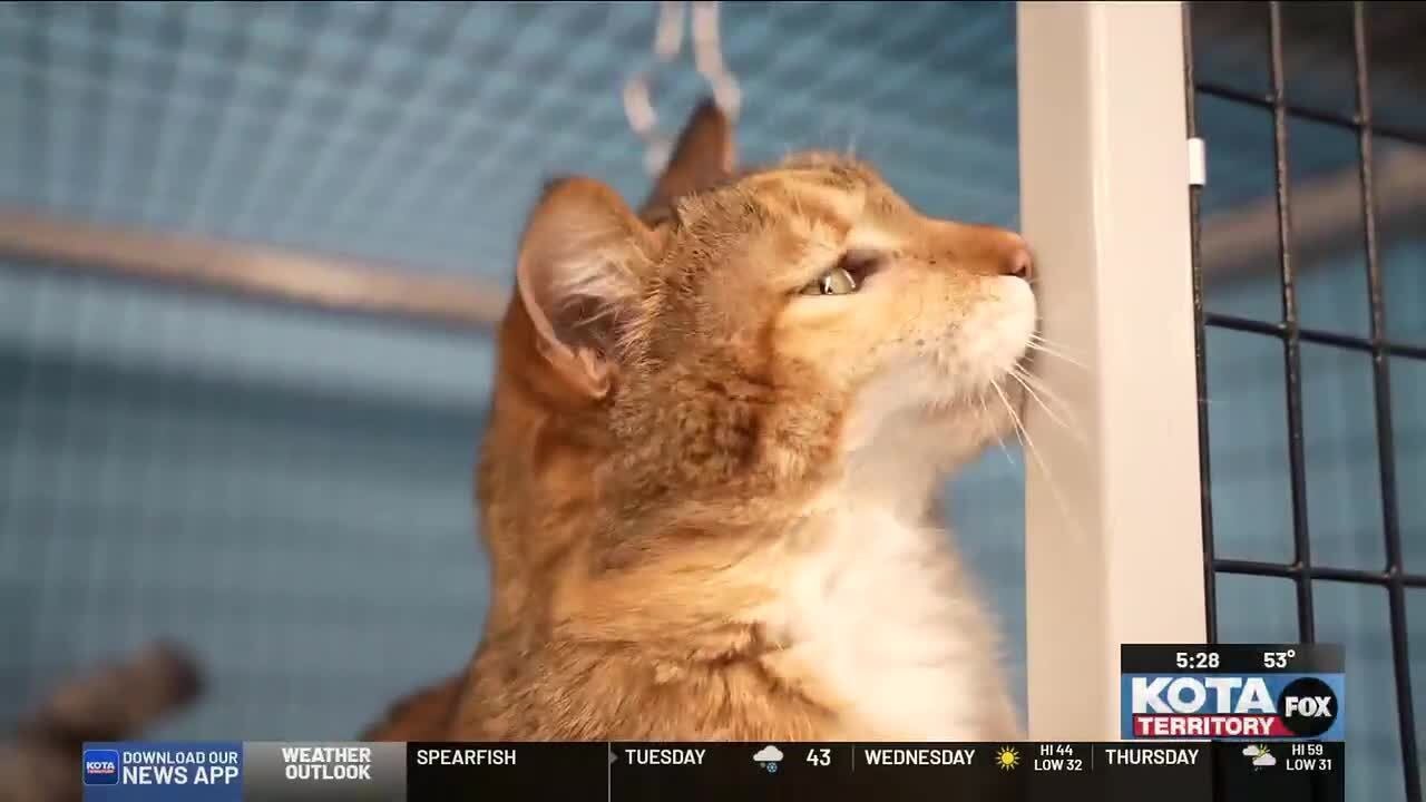 Pet of the Week: Kessie the domestic shorthair