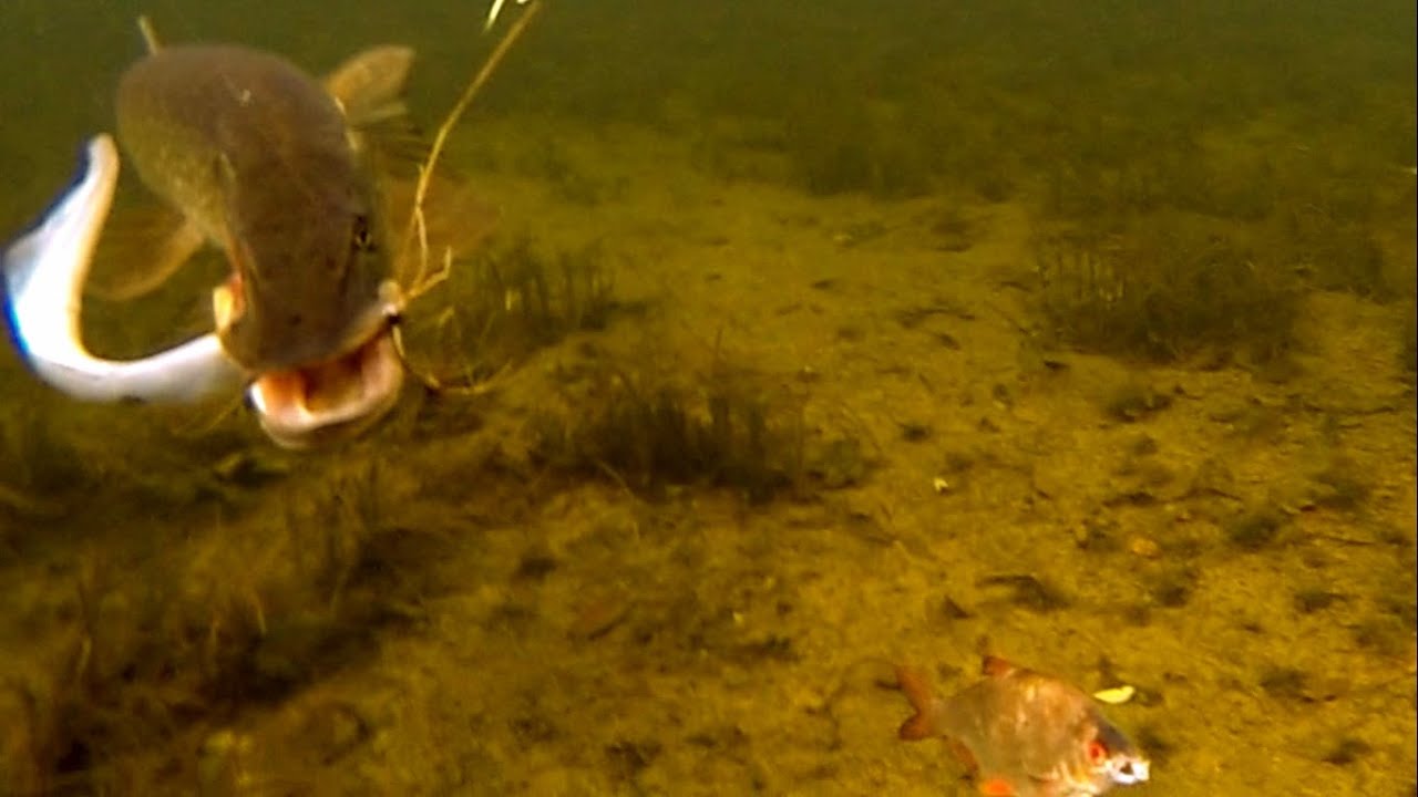 Pike attacks sea lamprey. Fishing with dead baits. Рыбалка: атака щуки на морскую миногу.