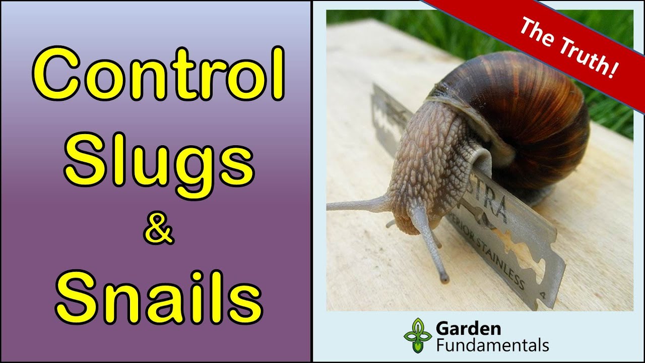 Слизни и улитки 🧨️💩💊 Какие домашние средства работают лучше всего?