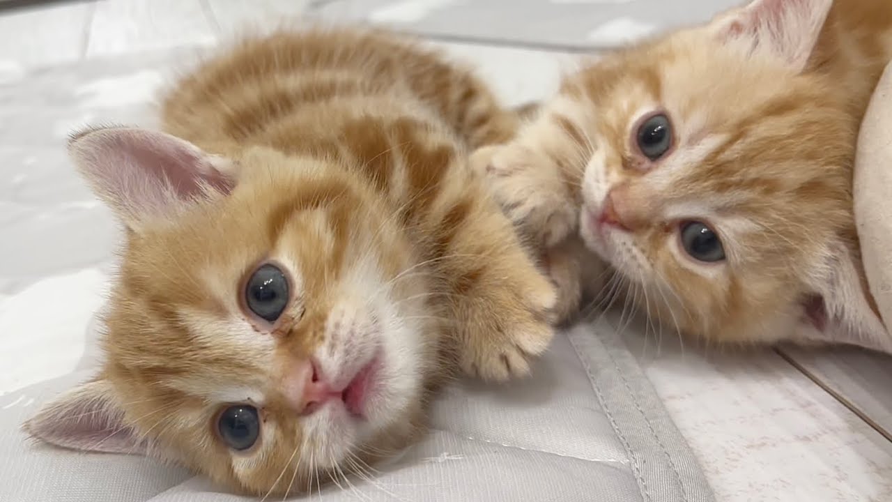 うぃーあー、ちゃーびーぼーいず💓