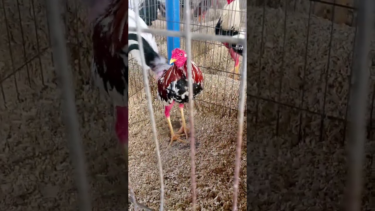 Gallos de Combate 💥 escuadra Sol y Sereno Maturín Venezuela 🇻🇪