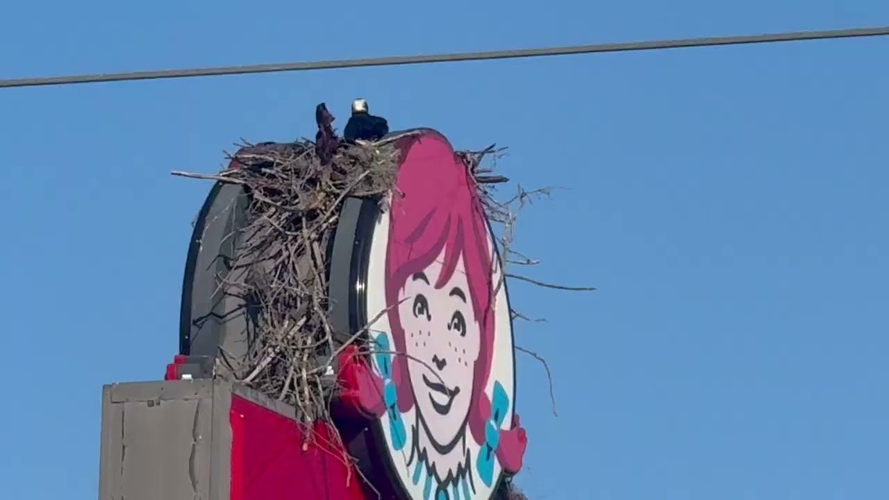 Wild Osprey remodels the nest it built in Wendy’s hair #usa #florida #stpetersburgflorida