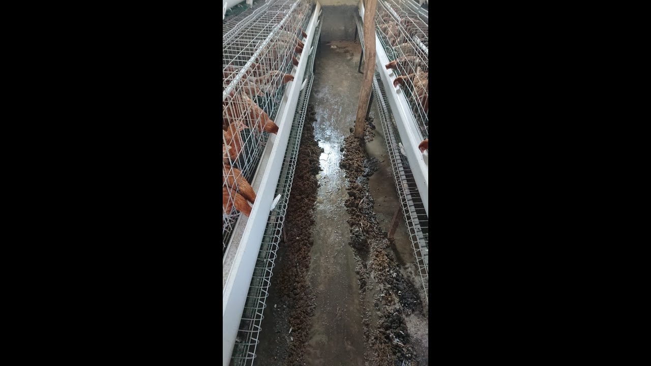 Litter management in Battery Cage System of poultry farming