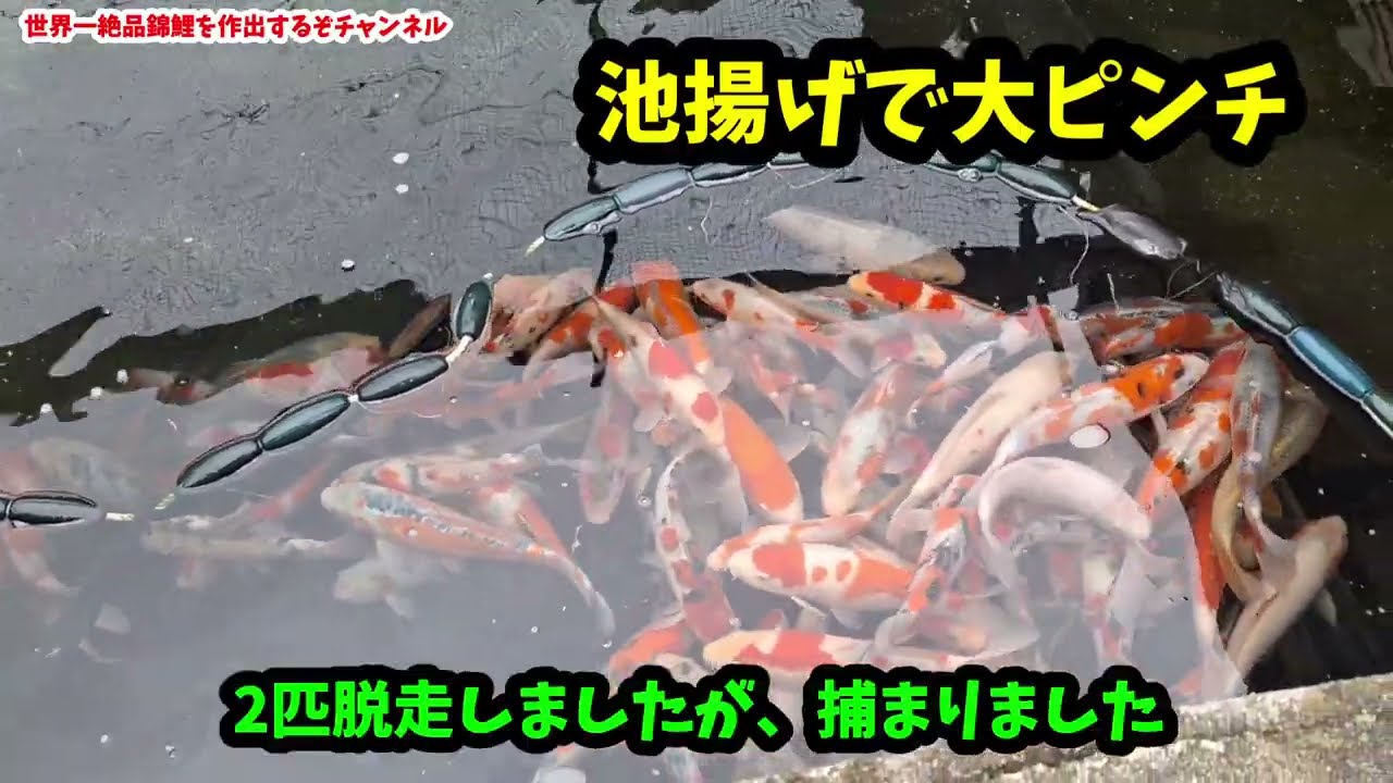 2026.2.21 神錦★コンクリート池2歳池揚げで大ピンチ★寒すぎ#koi #アクアリウム 