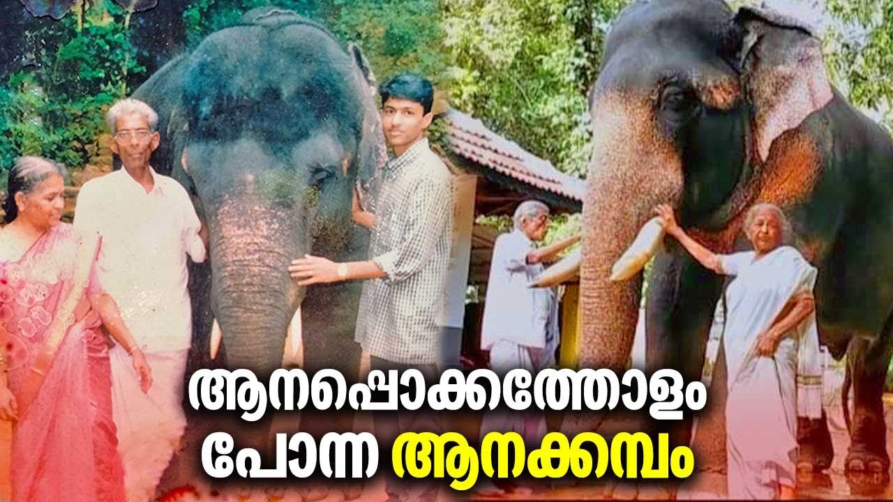 ആനപ്പൊക്കത്തോളം പോന്ന ആനക്കമ്പം | Sreekrishnapuram Vijay | Elephant Video