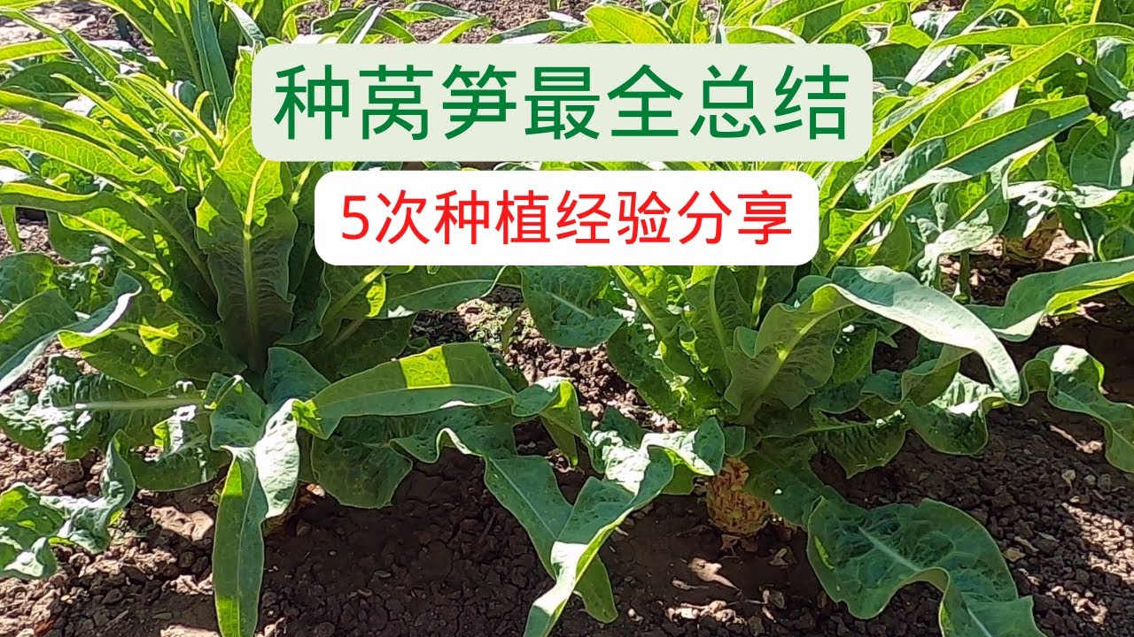 【莴笋种植】种莴笋避坑指南 5次种植经验分享  种莴笋最全总结 帮你找出最佳种植方法