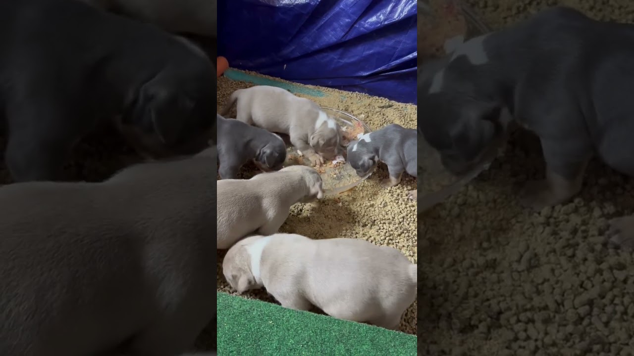 How often should you feed growing puppies?!