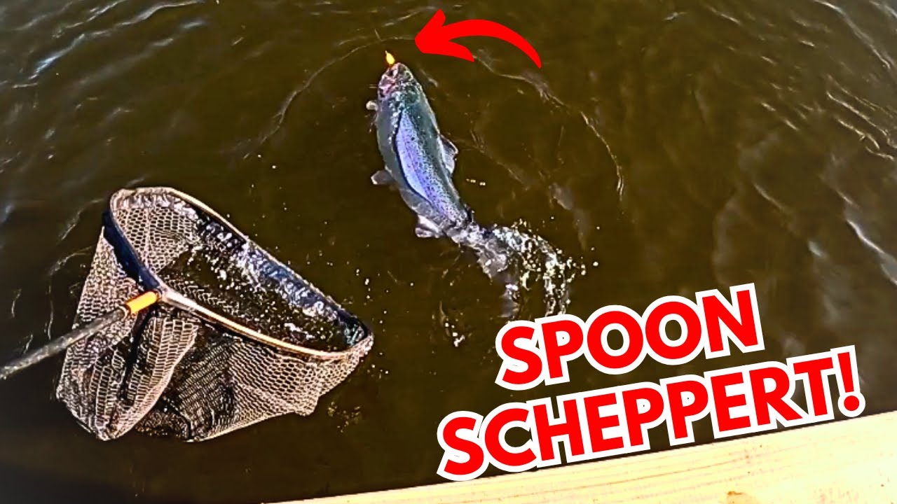 Dicke Lachsforellen knallen auf Spoon 🎣 Forellenangeln im Ribe Storkesøen Dänemark #forellenangeln