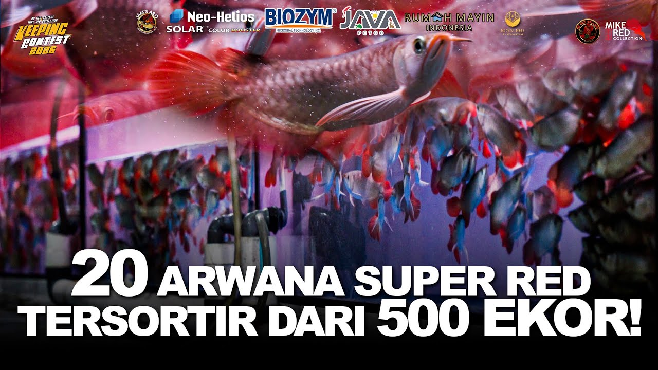 MENYISIR 500+ EKOR ARWANA SUPER RED UNTUK MENDAPATKAN 20 YANG TERBAIK!