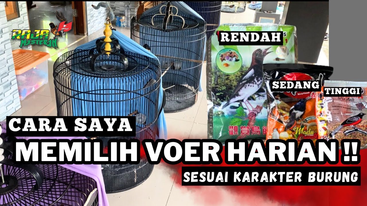 MENETUKAN VOER HARIAN YANG COCOK UNTUK MURAI BATU. 