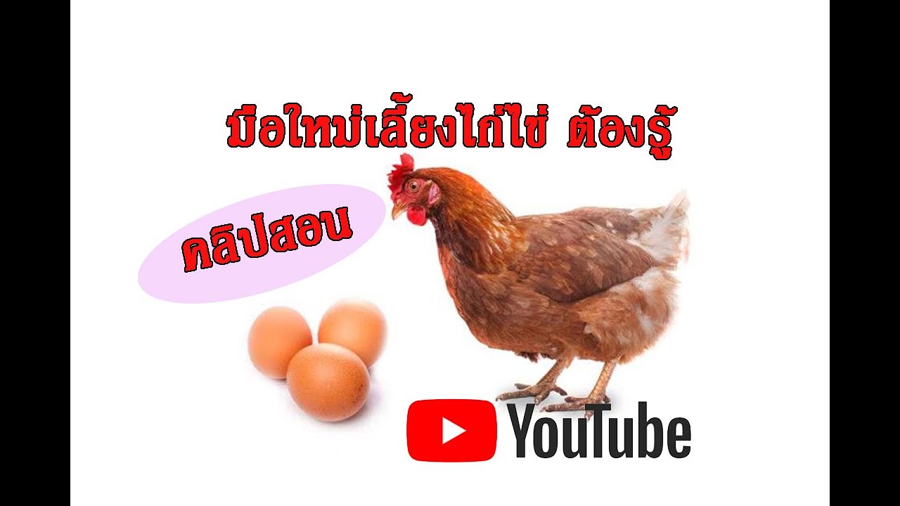 5ปัจจัยก่อนเลี้ยงไก่ไข่ (มือใหม่ต้องรู้)