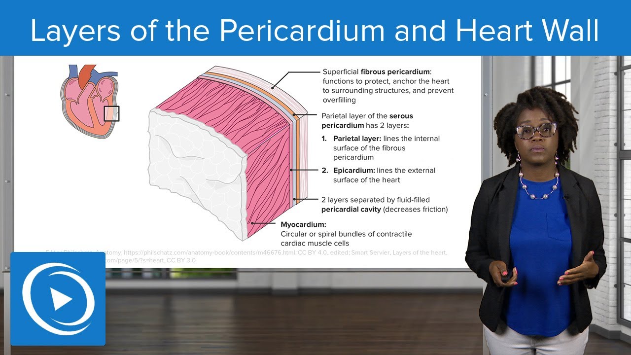 Layers of the Pericardium and Heart Wall &ndash; Physiology | Lecturio Nursing
