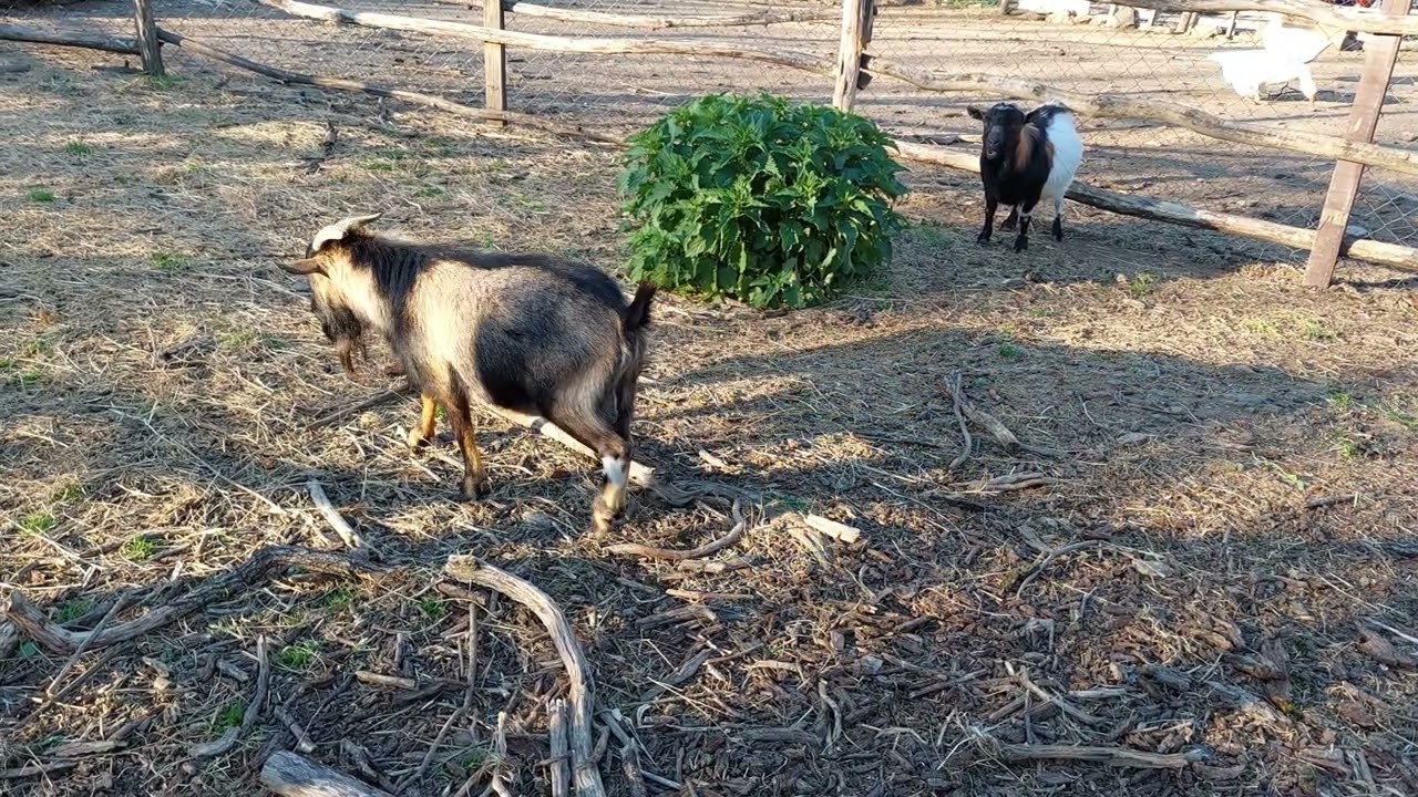 Goat on the Farm Video