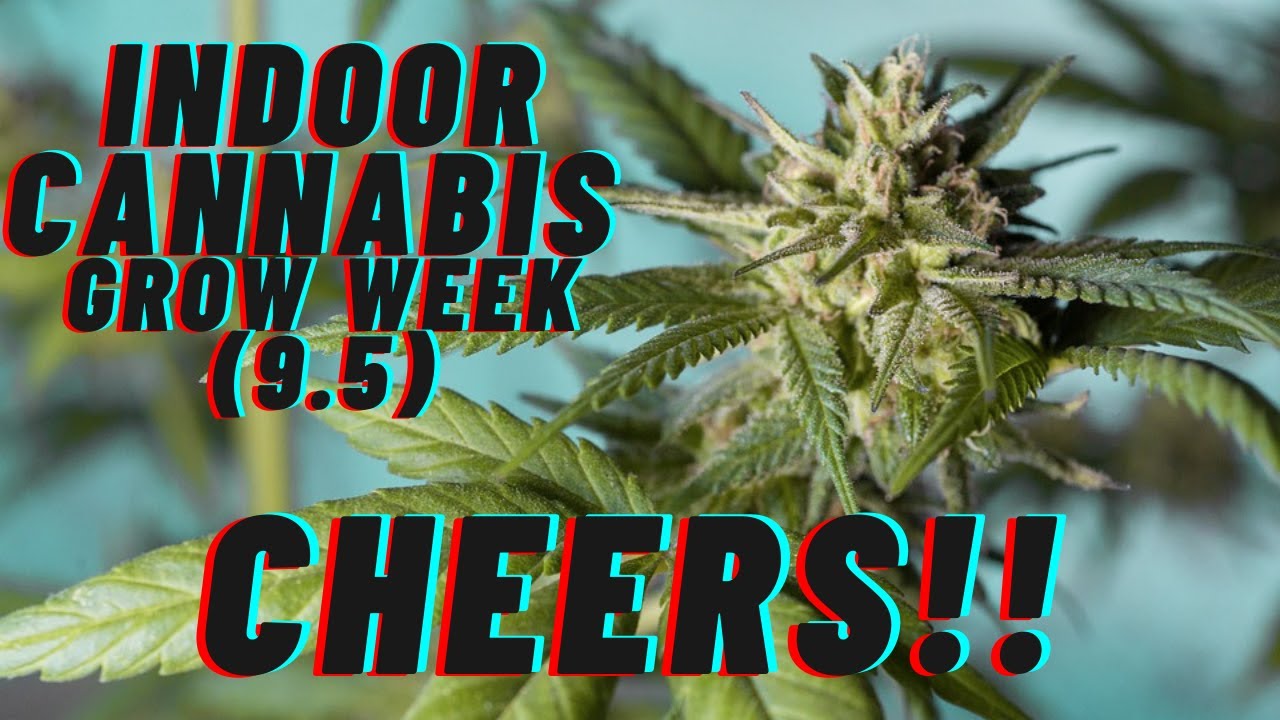 Week 9.5 Indoor Cannabis Grow