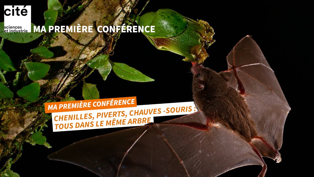 Chenilles, piverts, chauve-souris : tous dans le même arbre