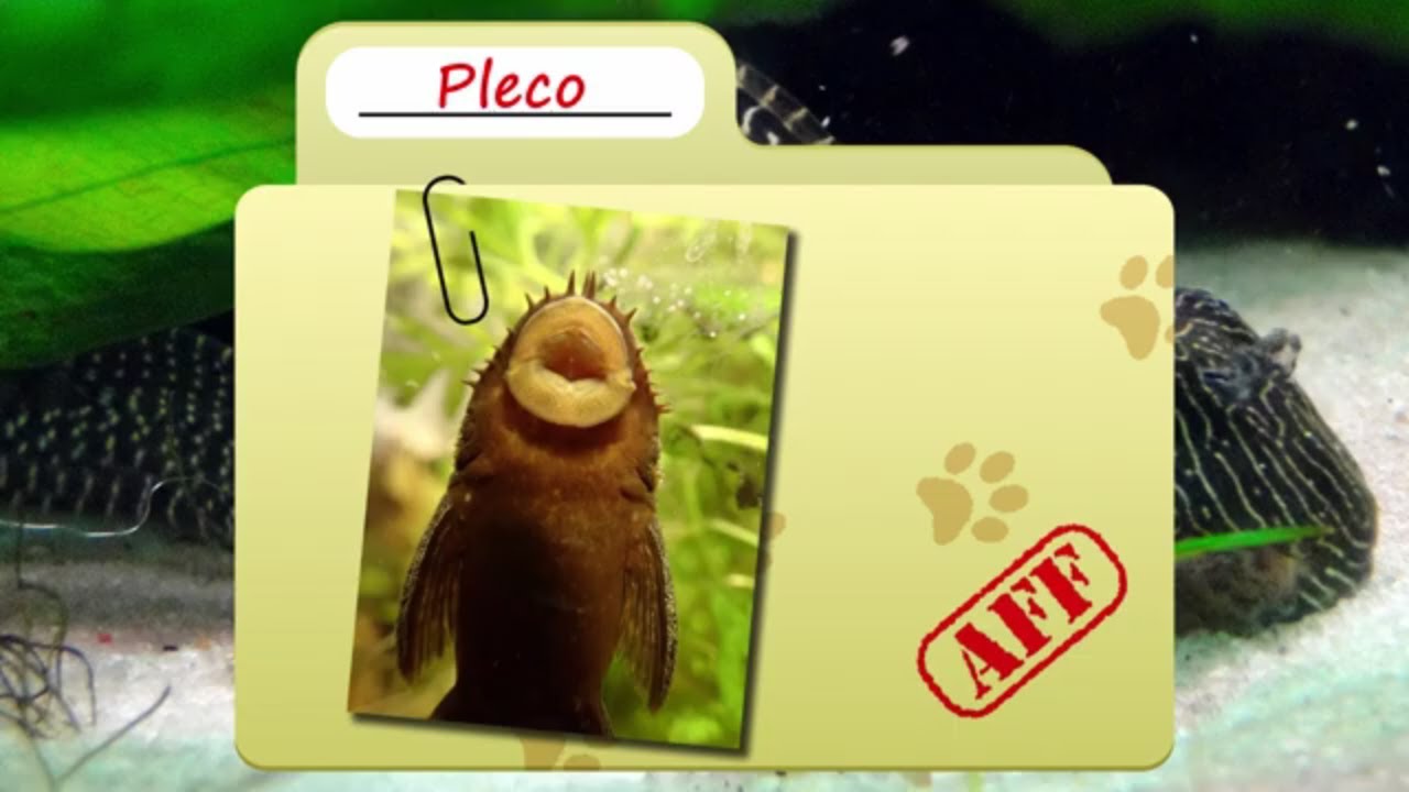 Pleco facts  aka armored sucker mouth catfish  Fish Fact Files - حقائق علمية عن الاسماك