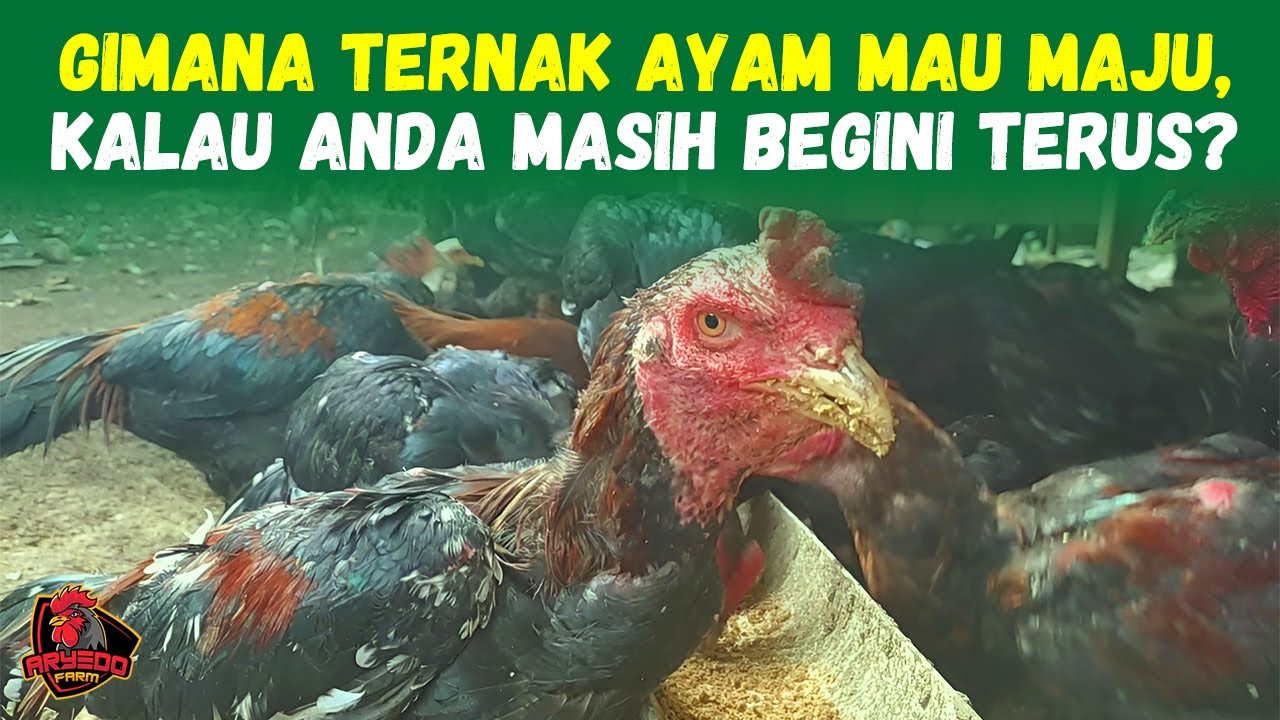 TERNAK AYAM GAK MAJU-MAJU? Mungkin Anda yang Bermasalah!