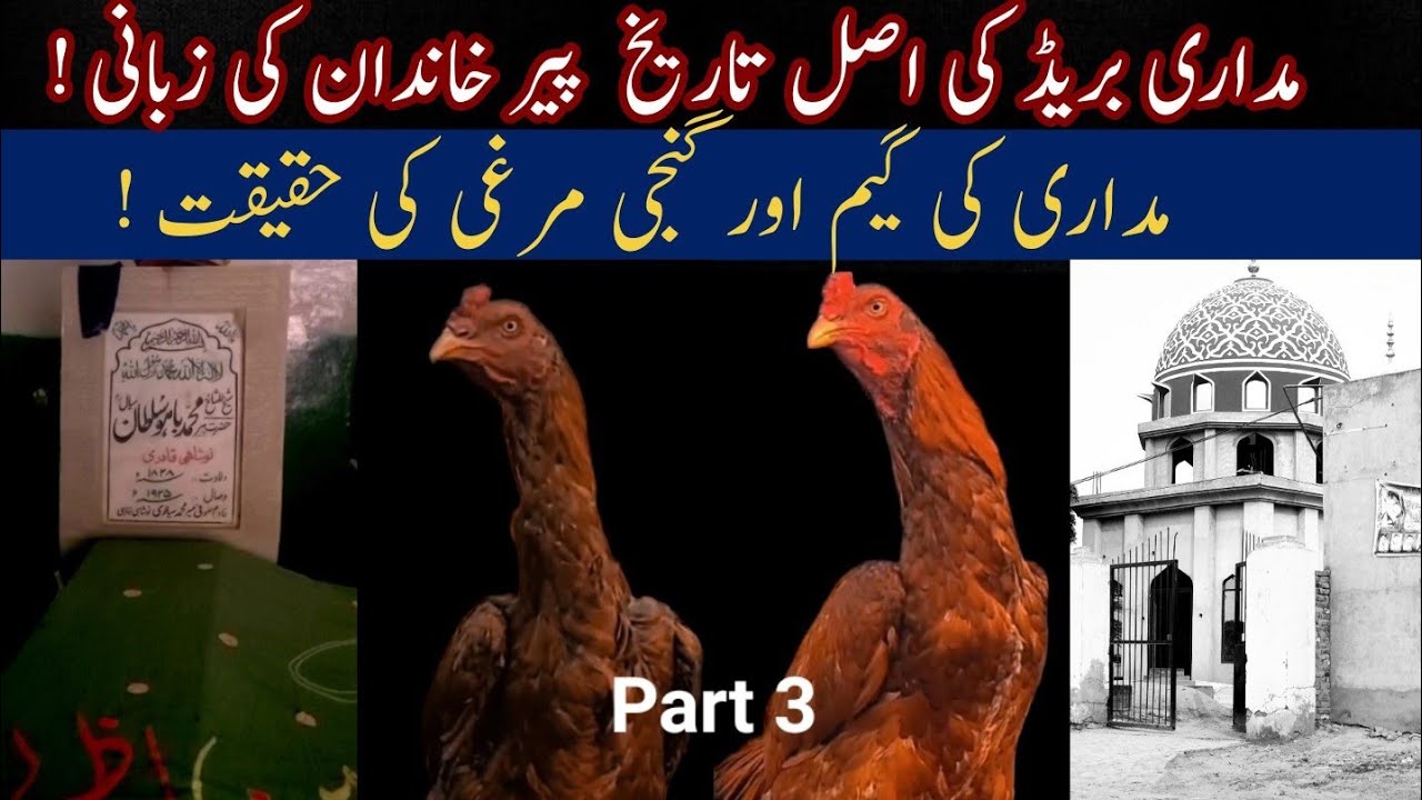 Madari Aseel Kee Game 🔥|Ganji Murgi Basheer Purbana kay Pas Kaise Gaye?Peer Manzoor Interview Part 3