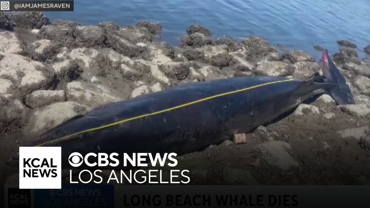 Minke whale drawing crowds to Long Beach Harbor dies
