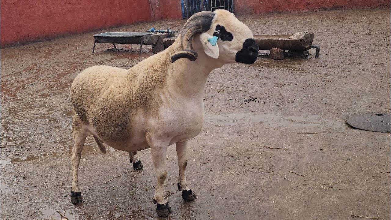 👀 حياة اليومية ديال الكساب 🐏 عبد الحق🤍😂 إبن الرضى🏕❤️🇲🇦  فرجة ممتعة 🌧🏕🫡