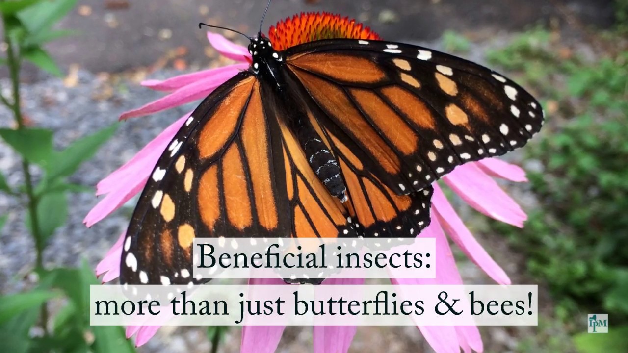Beneficial Insects: More that just Butterflies and Bees!