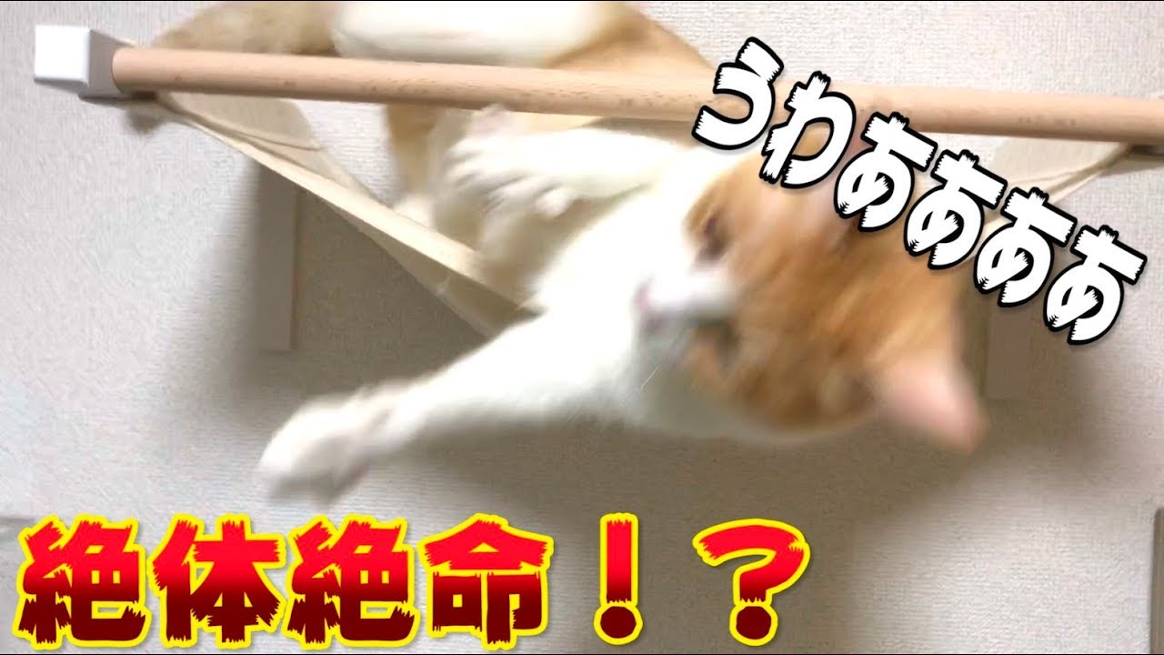 猫たちの寝床を観察していたら事件が起きました