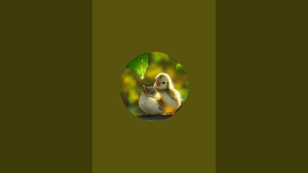 ms vloger is live!