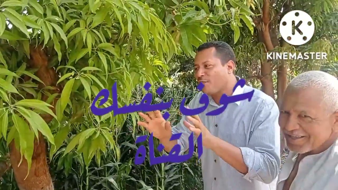 عوامل نجاح اشجار المانجو ( التقليم - ودورة نمو الطرحات الجديدة)# تقليم-المانجو#