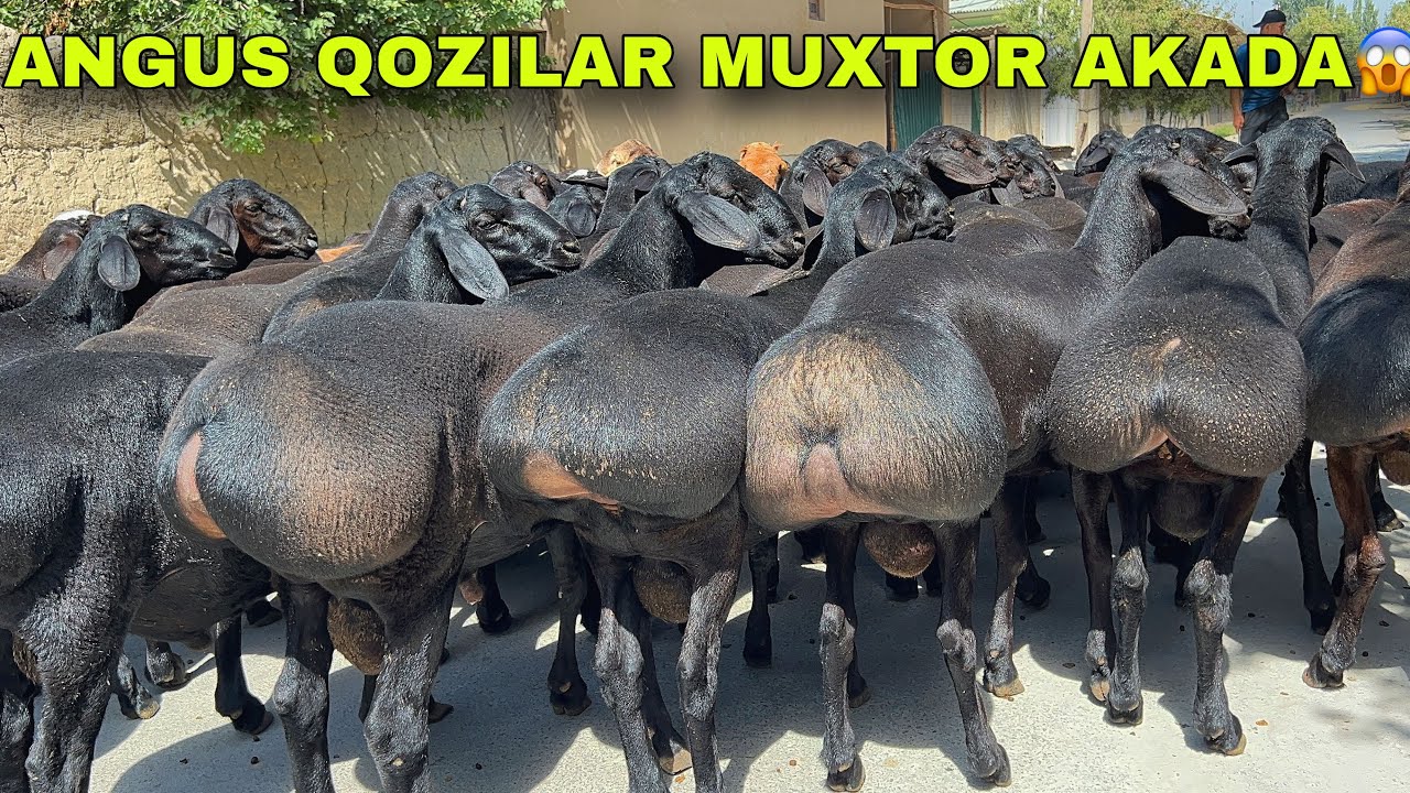 🔥 11–12 OYLIK DAXSHAT QOZILAR 😱REKORD ARZON! MUXTOR AKADA 🐏💥 