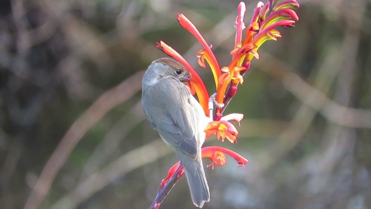 Spring bird migration in Malta (2)