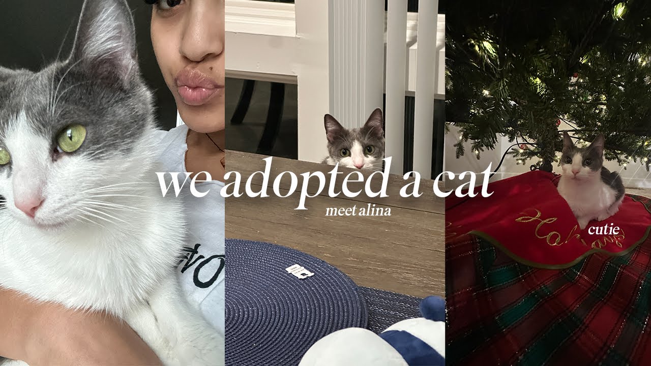 adopting our first cat vlog 🐈‍⬛🤍 | getting supplies, visiting the shelter, bringing alina home🥹