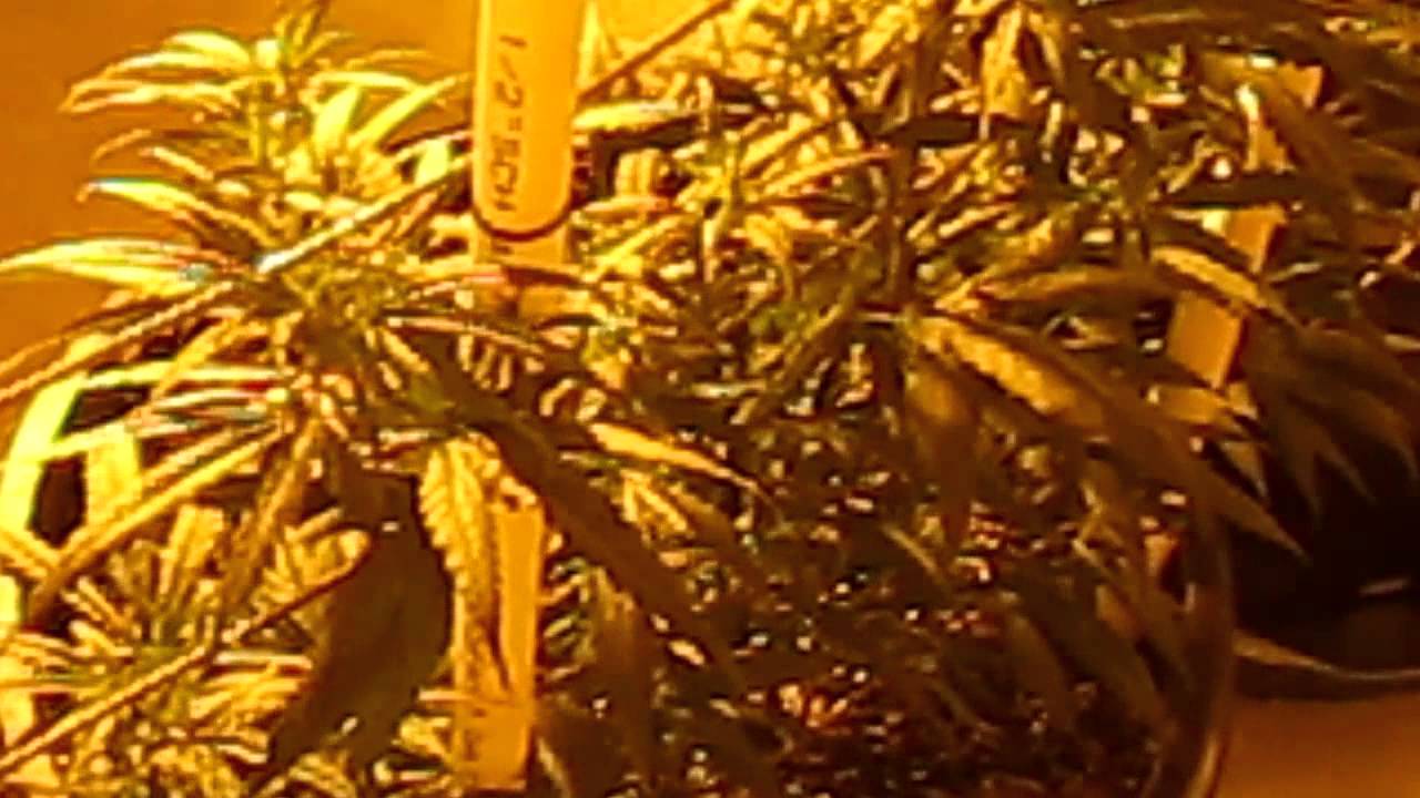 vertical scrog day 4