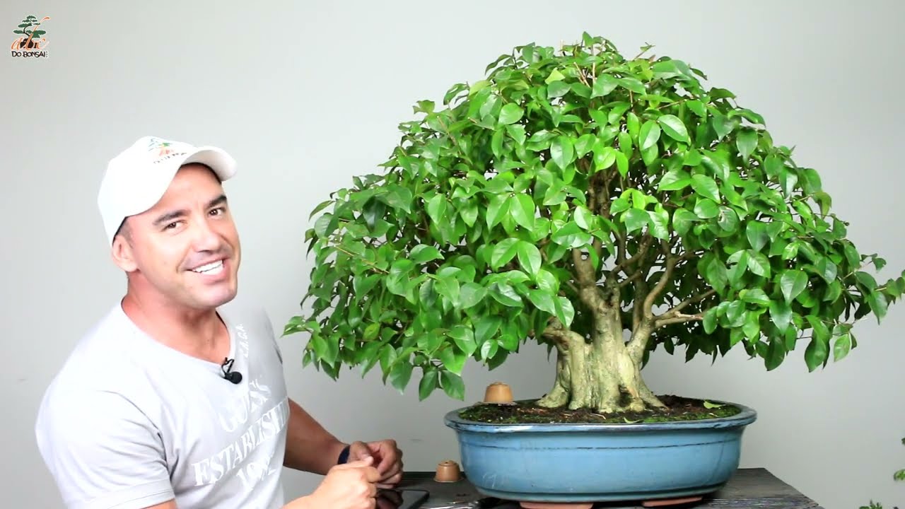 BONSAI DE PITANGUEIRA SHOHIN - PARTE 3