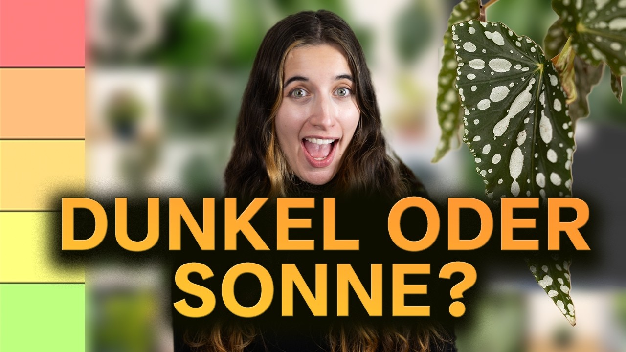 31 Zimmerpflanzen nach Standort gerankt 🌿 Von dunkel bis Sonne